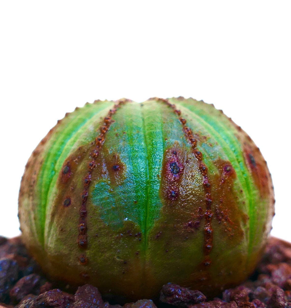 Euphorbia obesa GREEN WITH BROWN AREAS – Baseball plant | Living baseball