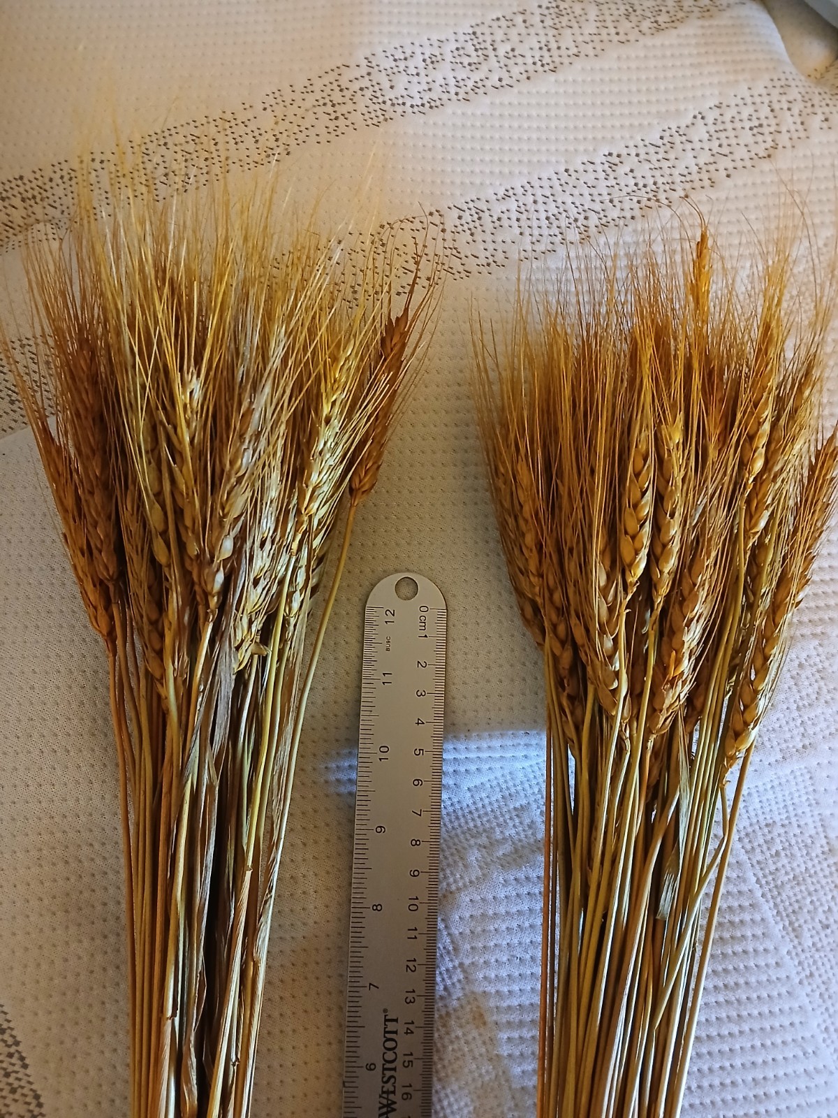 120 Stems 16 Inch Dried Wheat Sheaves, Natural Wheat Stalks Bundle Fall Arran…
