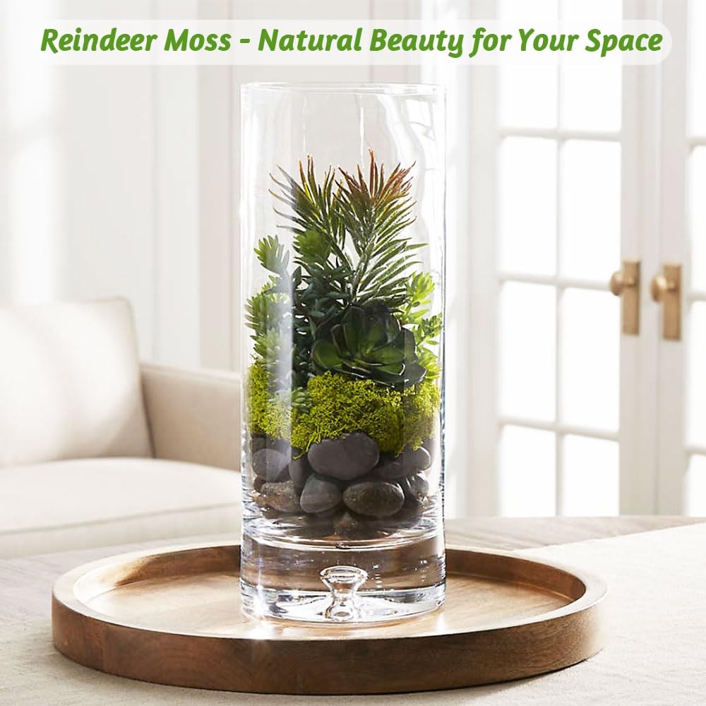Preserved Reindeer Moss Set, 14 oz, Green, Dark Green, Chartreuse and White C…