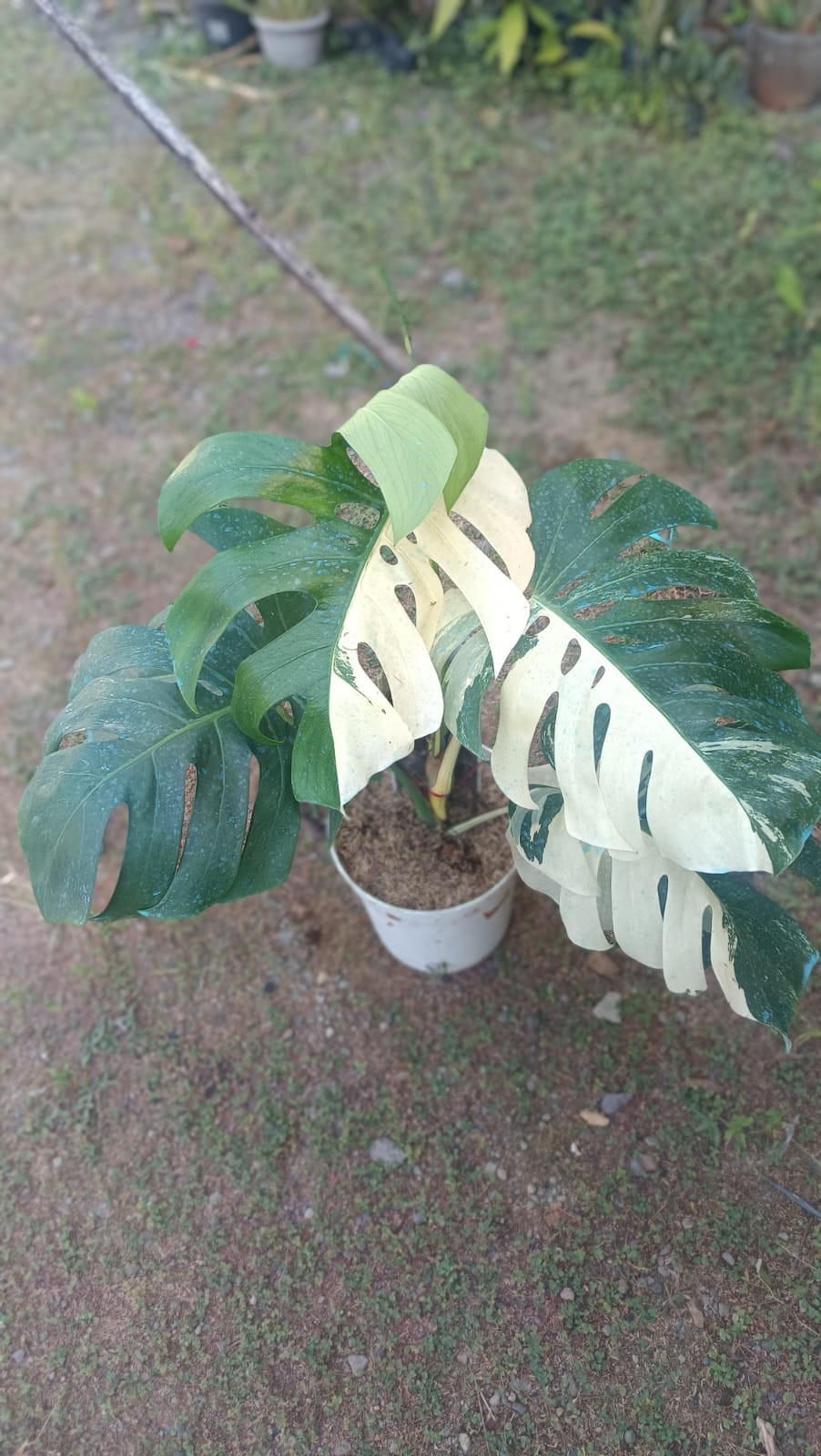 Real Picture Monstera Albo Halfmoon Variegated 5 Leaves Mature Size