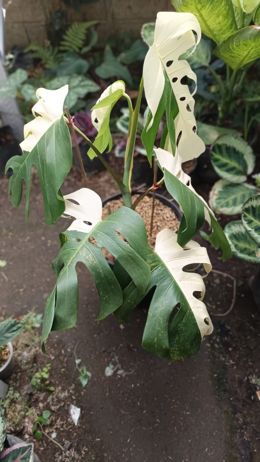 Real Picture Monstera Albo Halfmoon Variegated Mature Size 6 Leaves