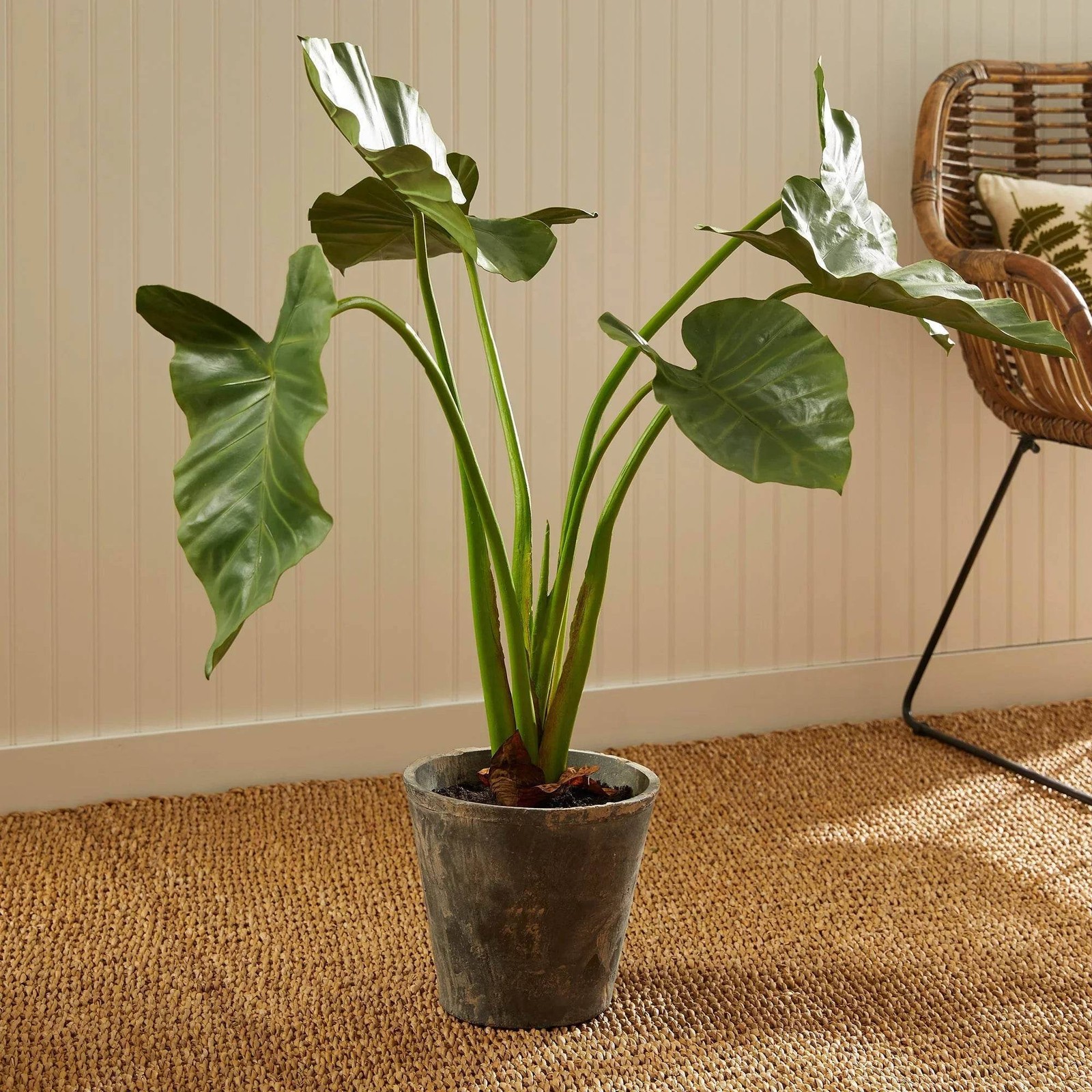 Artificial Elephant Ear Plant – Organic Design, 42″ Tall