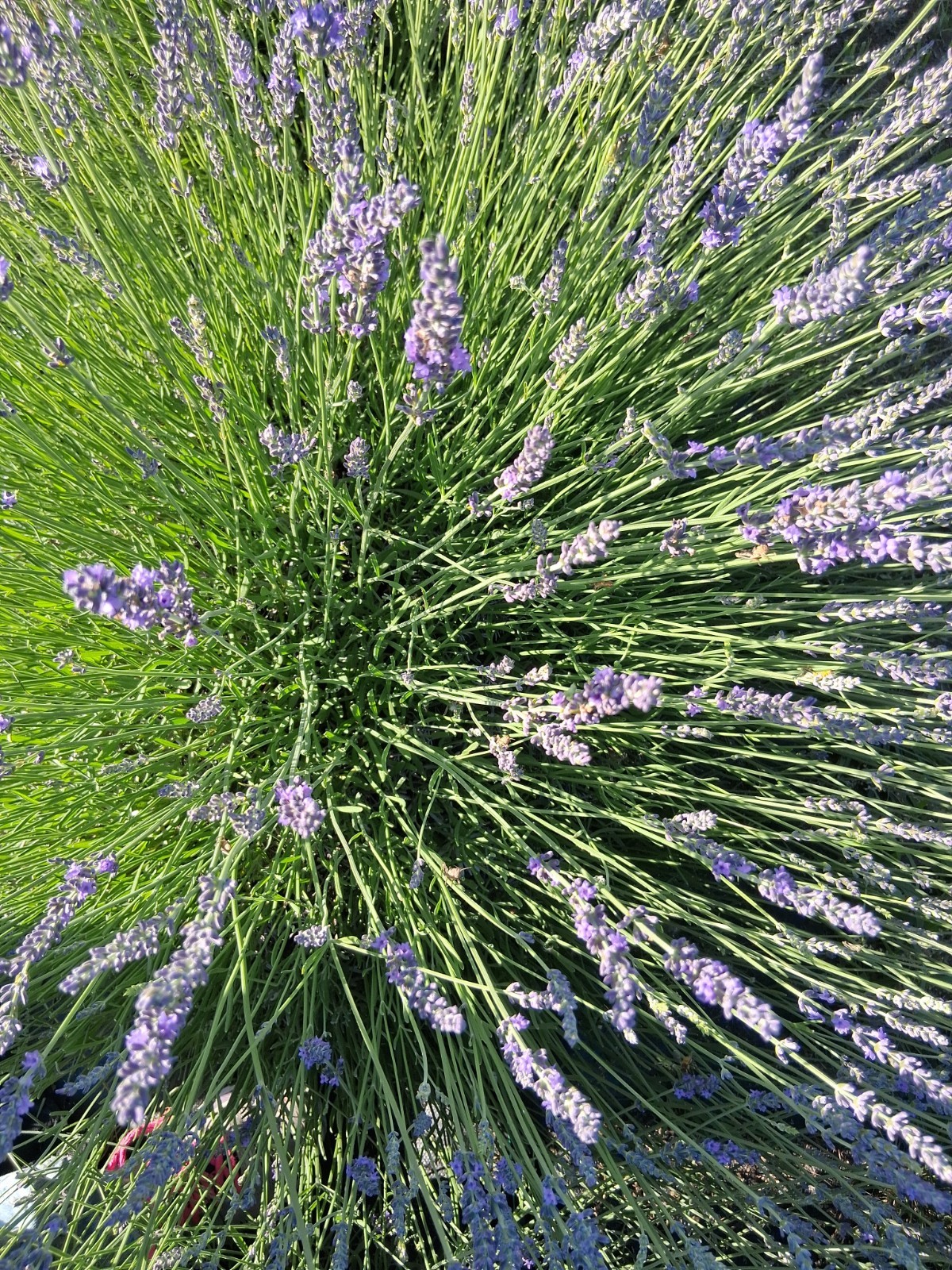 Lavender Bouquet for Drying Purple Fresh No Chemicals