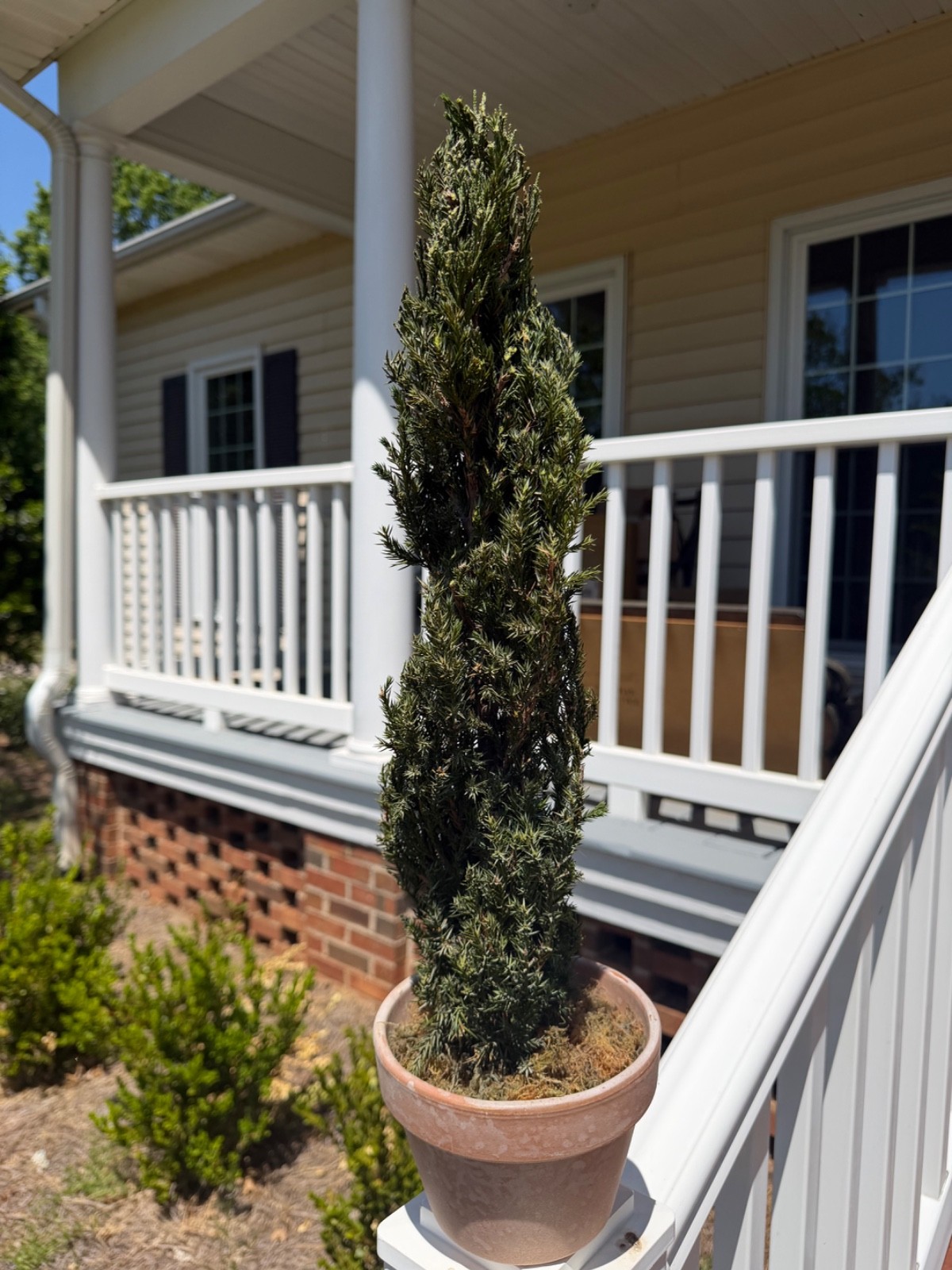 22″ Preserved Juniper Spiral Topiary Real Plant No Maintenance Home Decor