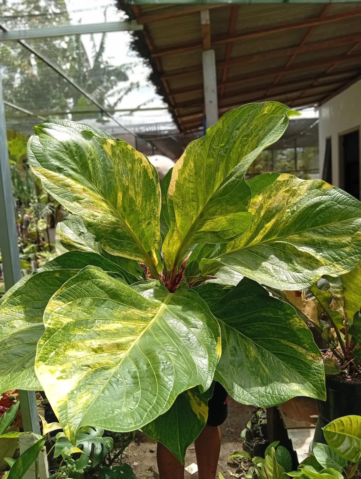 Real Picture Anthurium Jemanii Cobra Batik Variegated Big Size