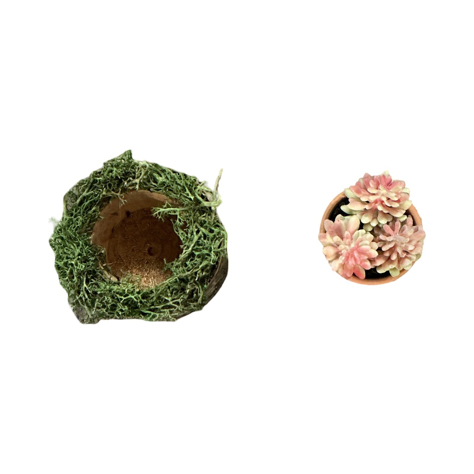 Rustic Artificial Succulent in Birch Log Base with Moss and Terracotta Pot