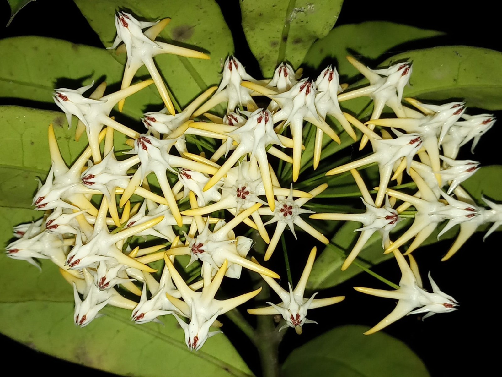 Hoya Multiflora Javanica Rare Tropical Wax Plant