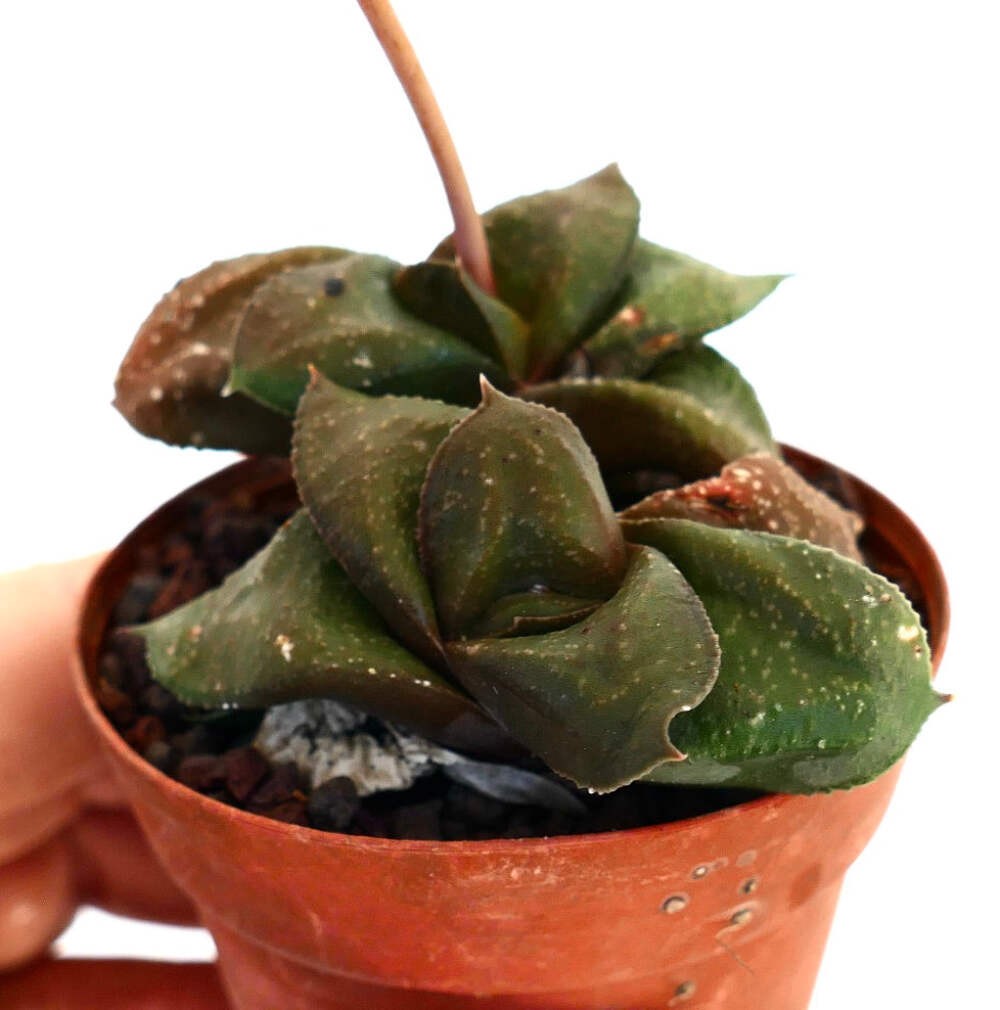 Gasteria armstrongii cv ‘ 森の矮人 ‘ – Armstrong’s gasteria | Ox tongue