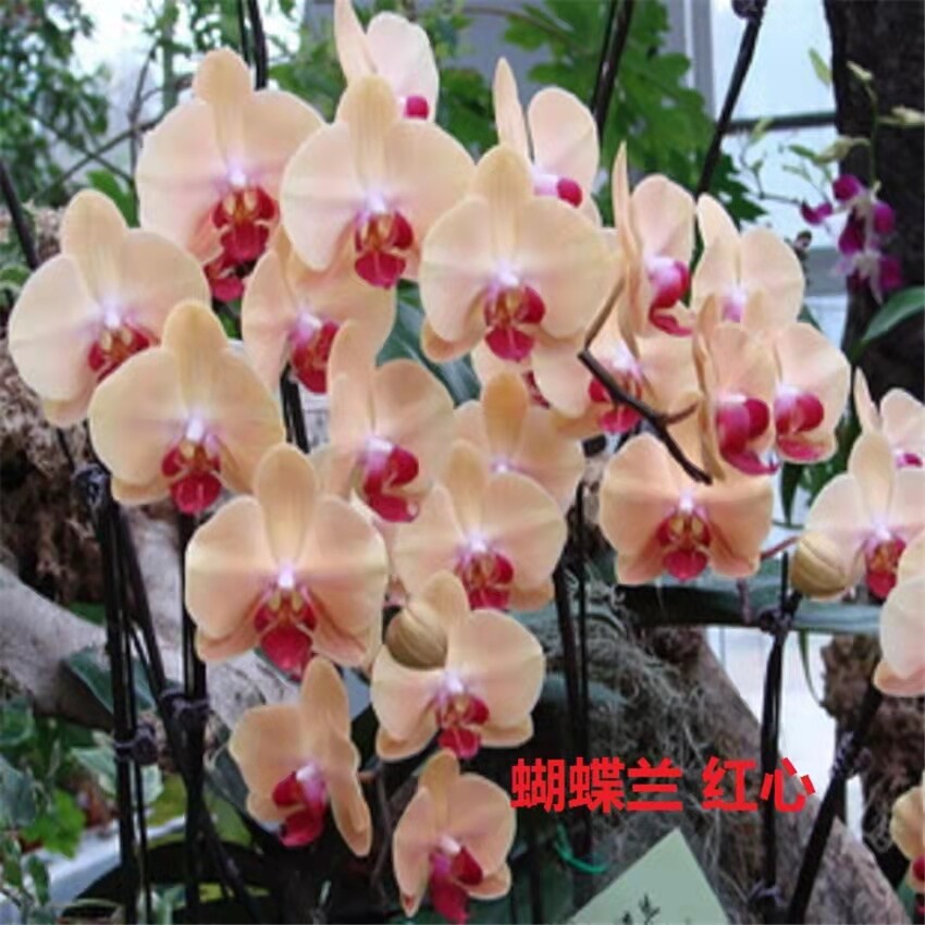 Phalaenopsis Moth Orchids Flower Seeds Multiple Color 100pcs/pack