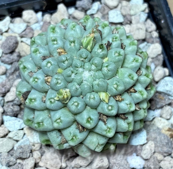 Mammillaria schumannii f. monstrosa 20seeds harvest 2025