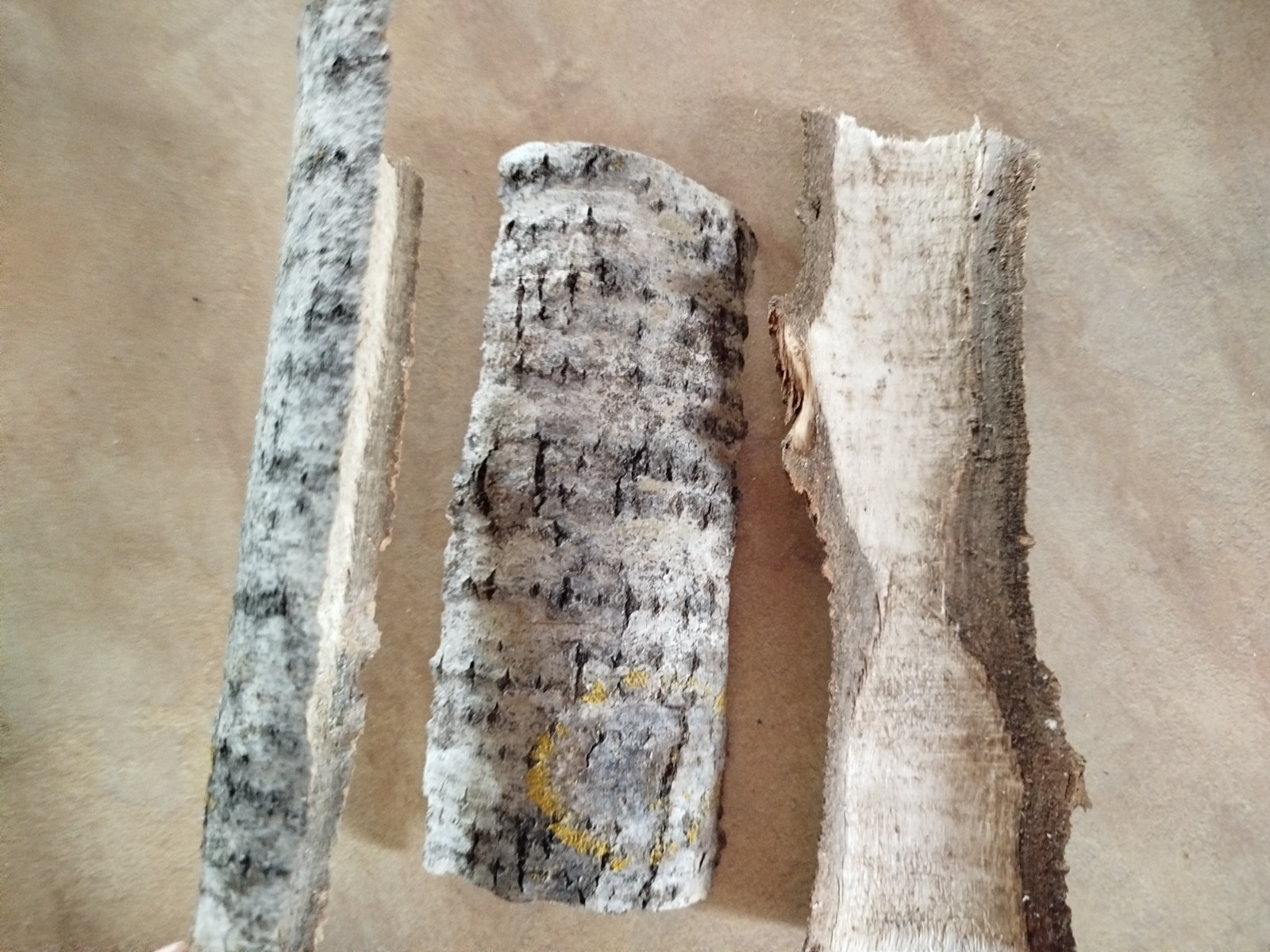 3x large Aspen bark 2026 organic natural dried Populus tremula Eco for Terrarium