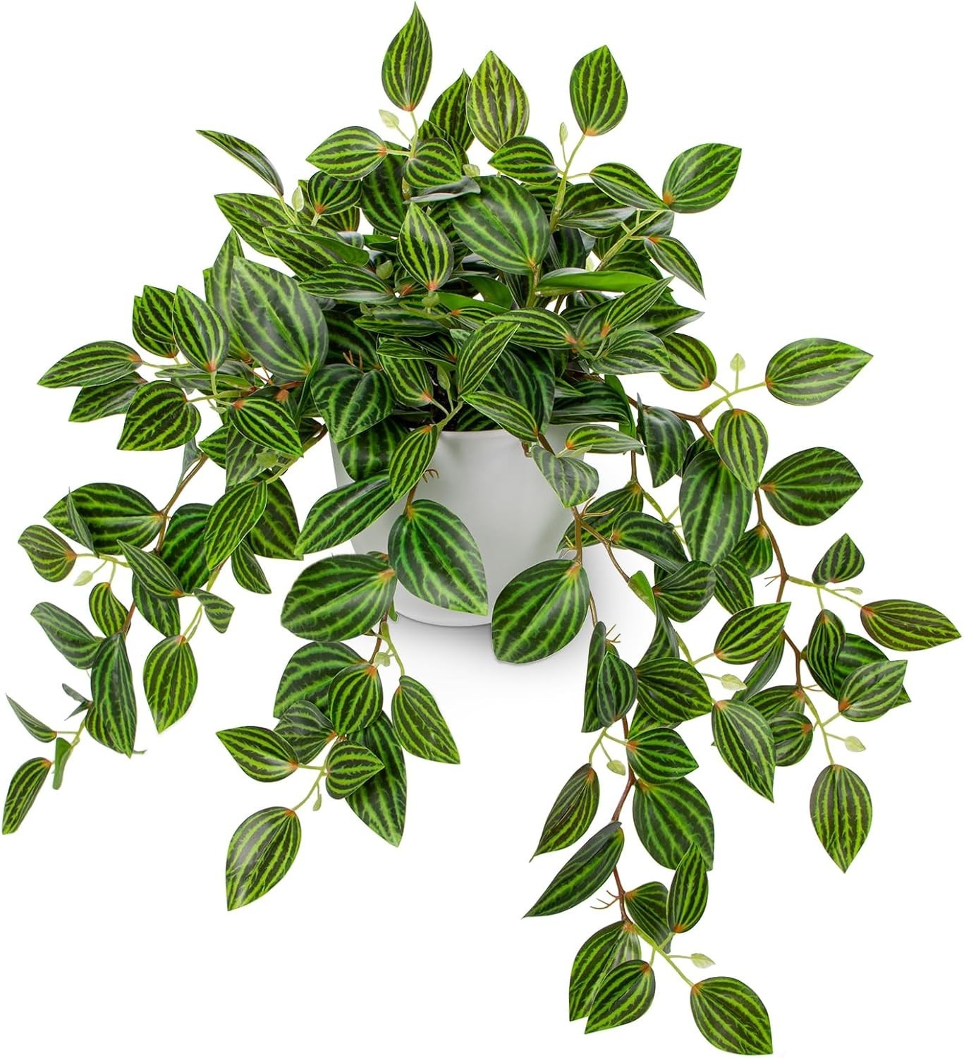 17.7″ Faux Watermelon Peperomia Plant in White Pot – Realistic Indoor Greenery