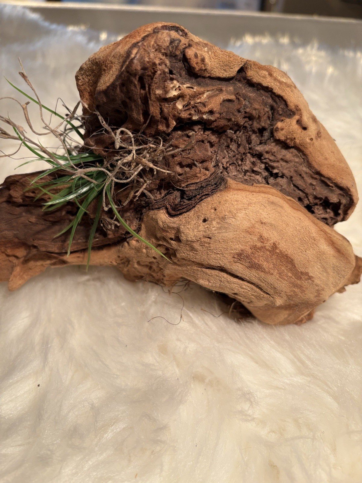 Grapewood Branch Natural Rare Piece Decorative With Colored Succulent Grass