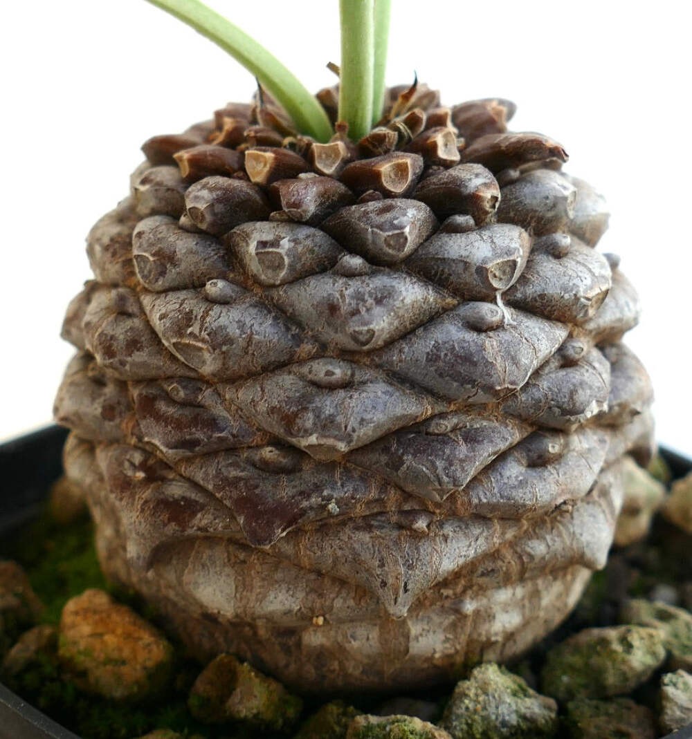 Euphorbia bupleurifolia MALE 5,2cm X 4,7cm – Rare caudiciform succulent