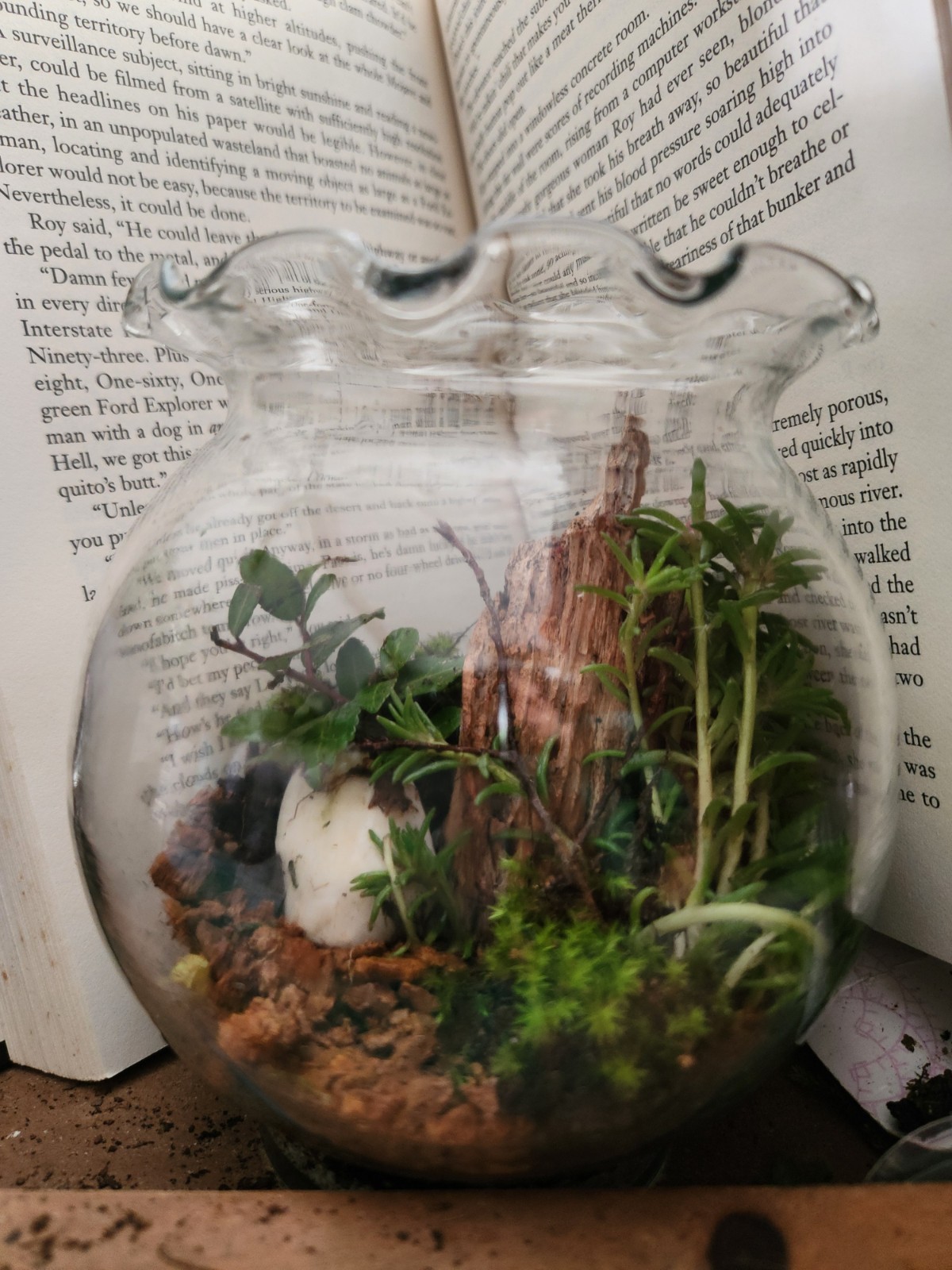 Custom-designed Live Moss Terrarium in Glass Jar – Self-Sustaining Ecosystem