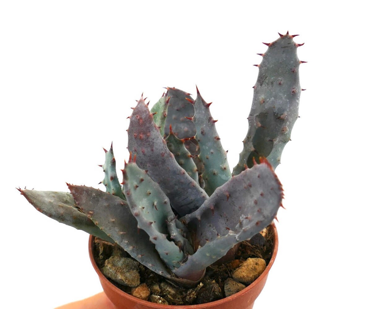 Aloe spectabilis BLUE FORM full pot K3R – Spectacular aloe | Tree aloe