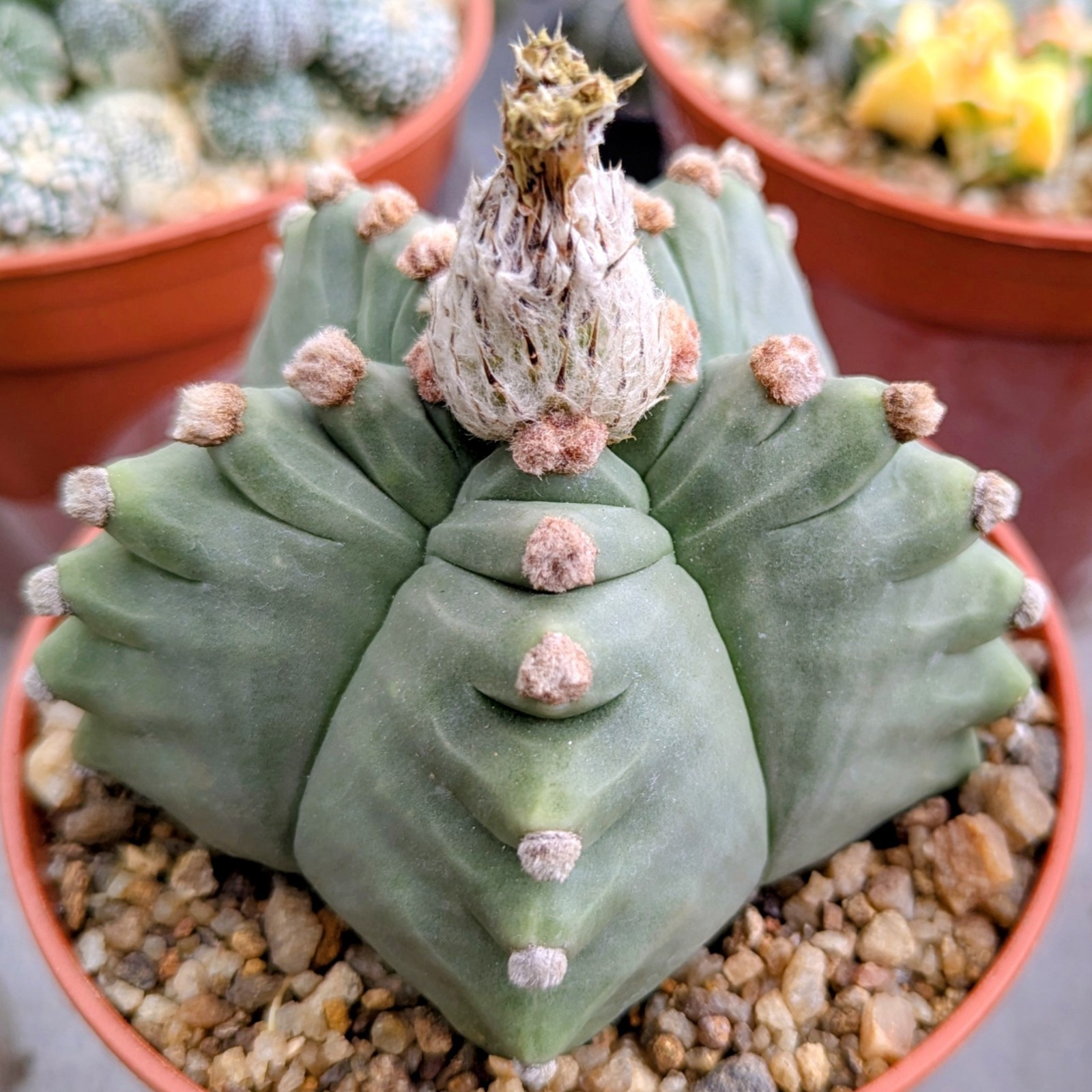 Astrophytum myriostigma kikko 25 grain
