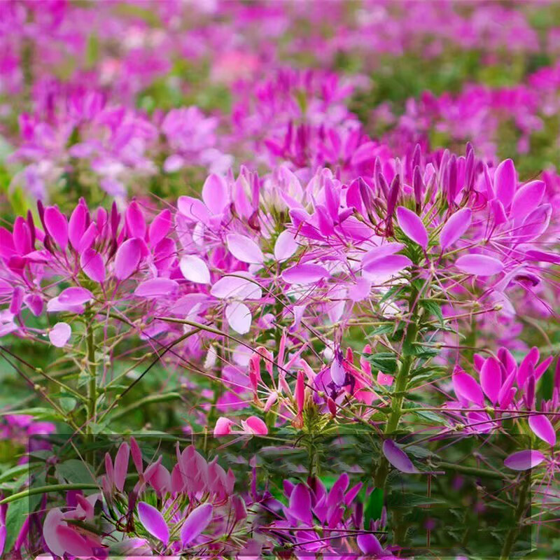 Hot mix Color Spider Flower (Cleome) 100 SEEDS – BOLD BRIGHT COLOR!