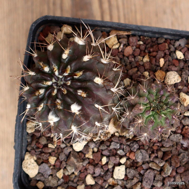 A5508 NEOPORTERIA OCCULTA pot10-H6-W10 cm MaMa Cactus