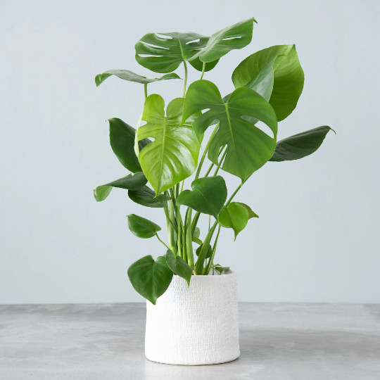 Monstera Deliciosa Tropical Split Leaf Plant in 6 inch Pot | Indoor and Outdoor