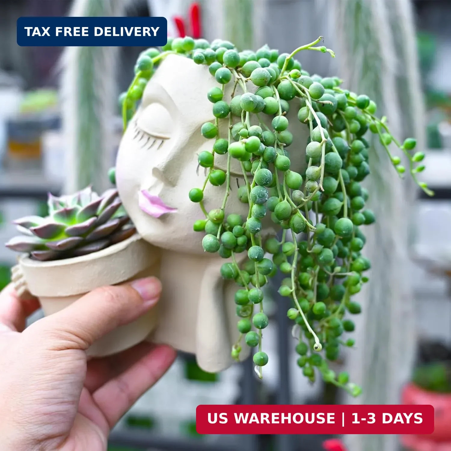 String of Pearls Live Succulent Plant (4-inch), Fully Rooted Trailing Houseplant