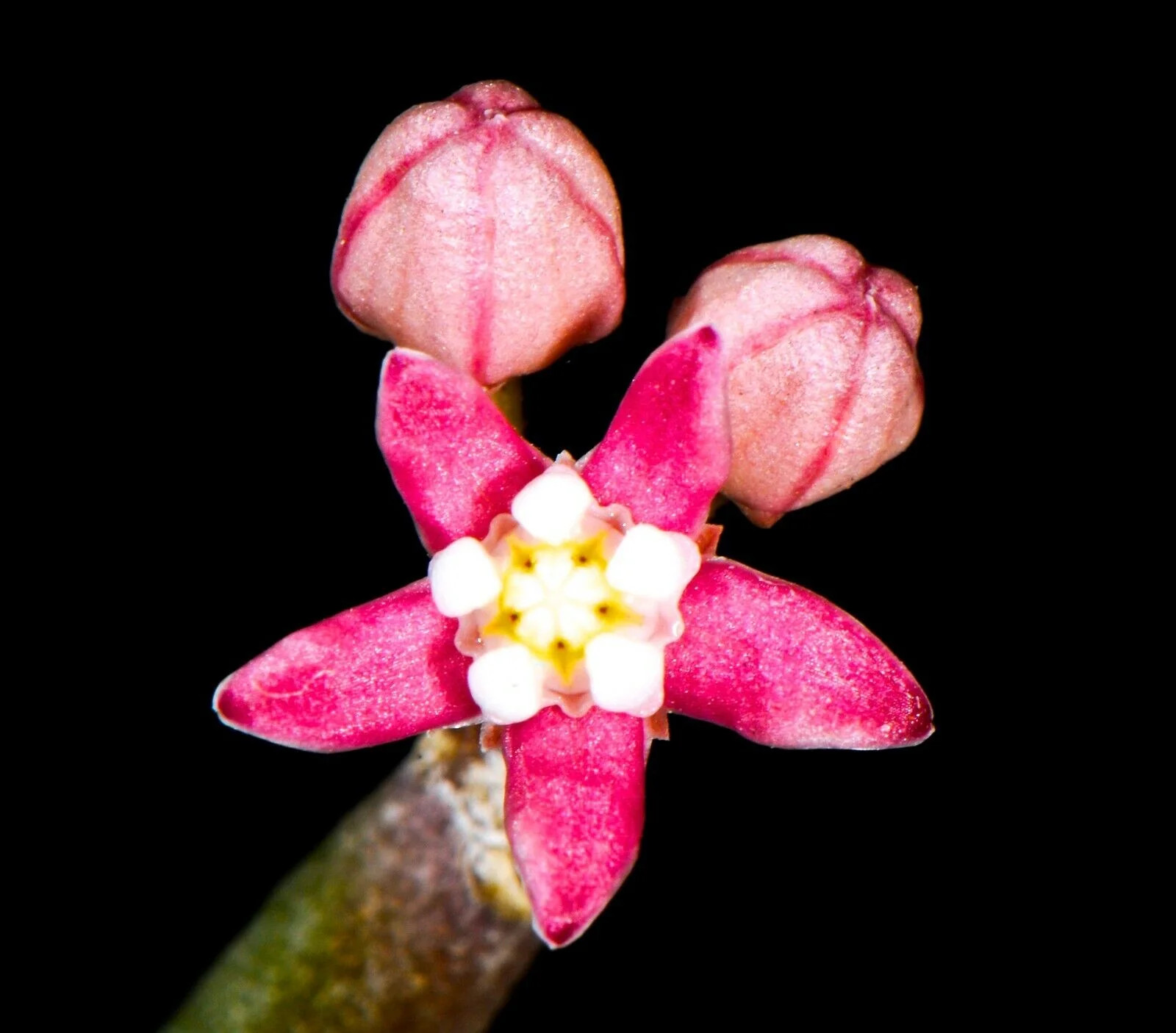 Sarcostemma vanlessenii 4-8cm (UNROOTED CUTTING) –