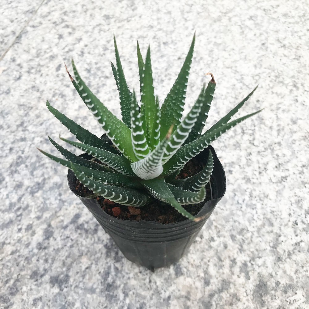 2 Pcs Haworthia Fasciata Attenuata Rare Succulent Plant Exotic Cactus Rare Plant