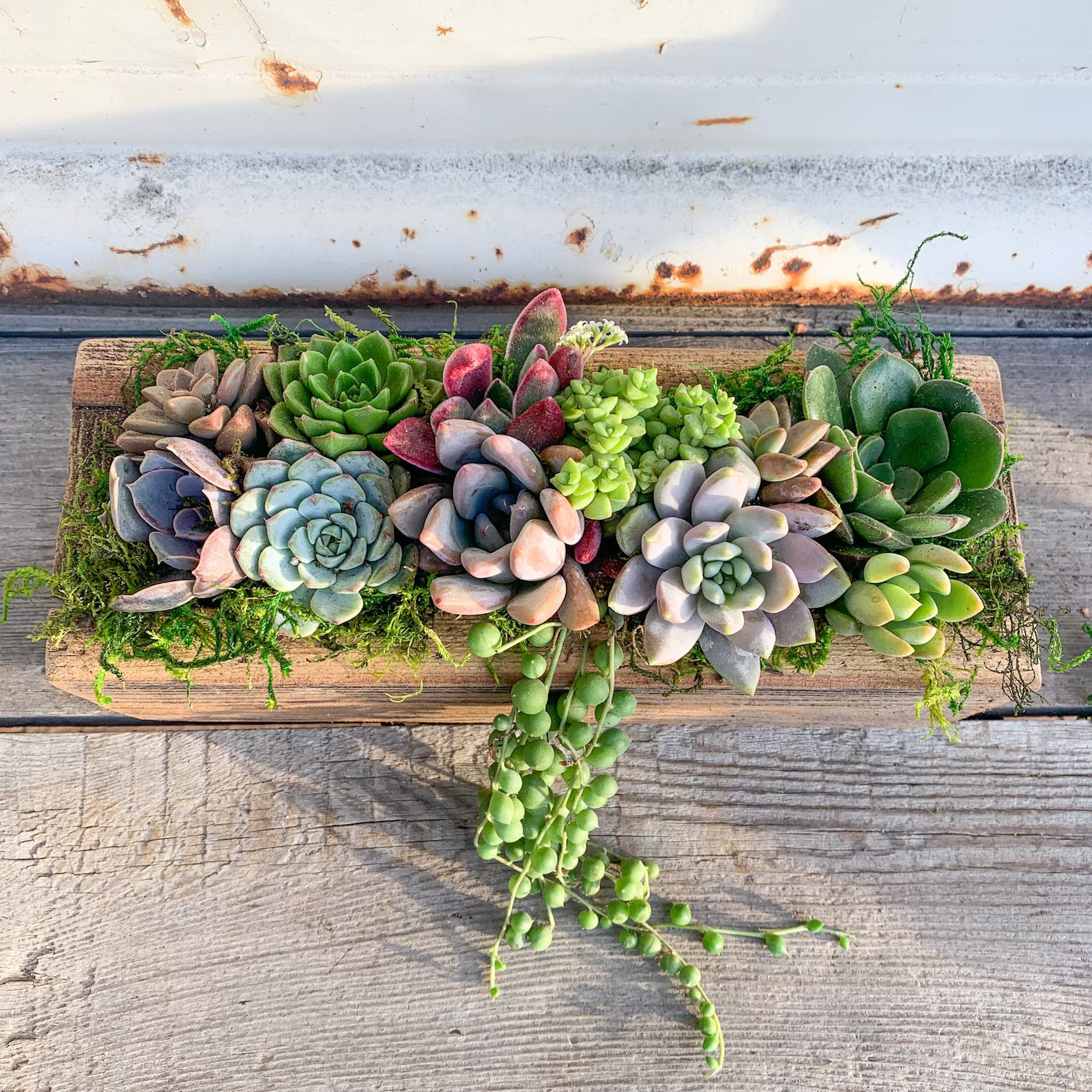 Live Succulent Arrangement Planter, Real Succulents, Centerpiece, Sympathy Gift