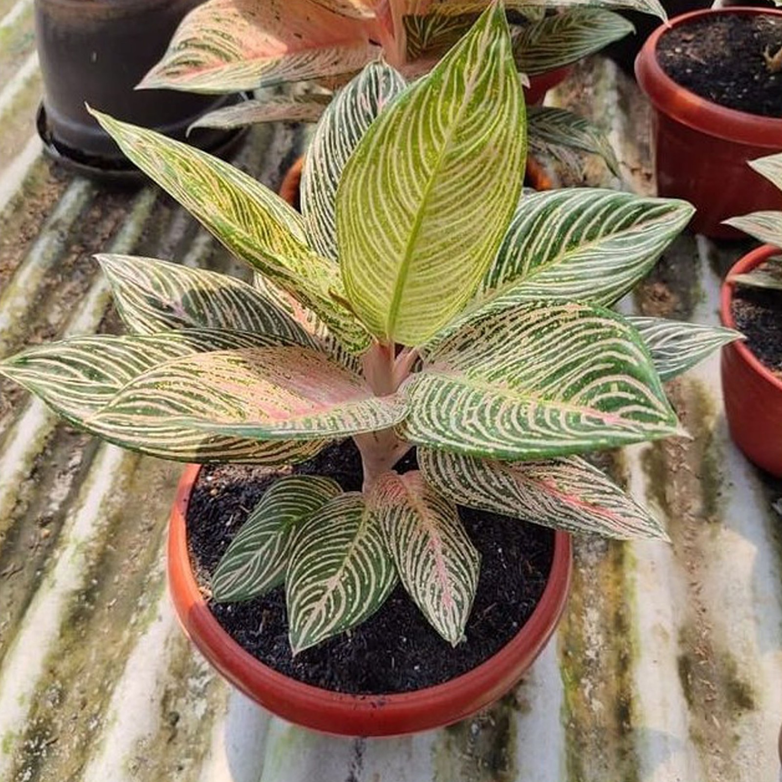 Aglaonema Golden Hope Rare Aroid Indoor Houseplant