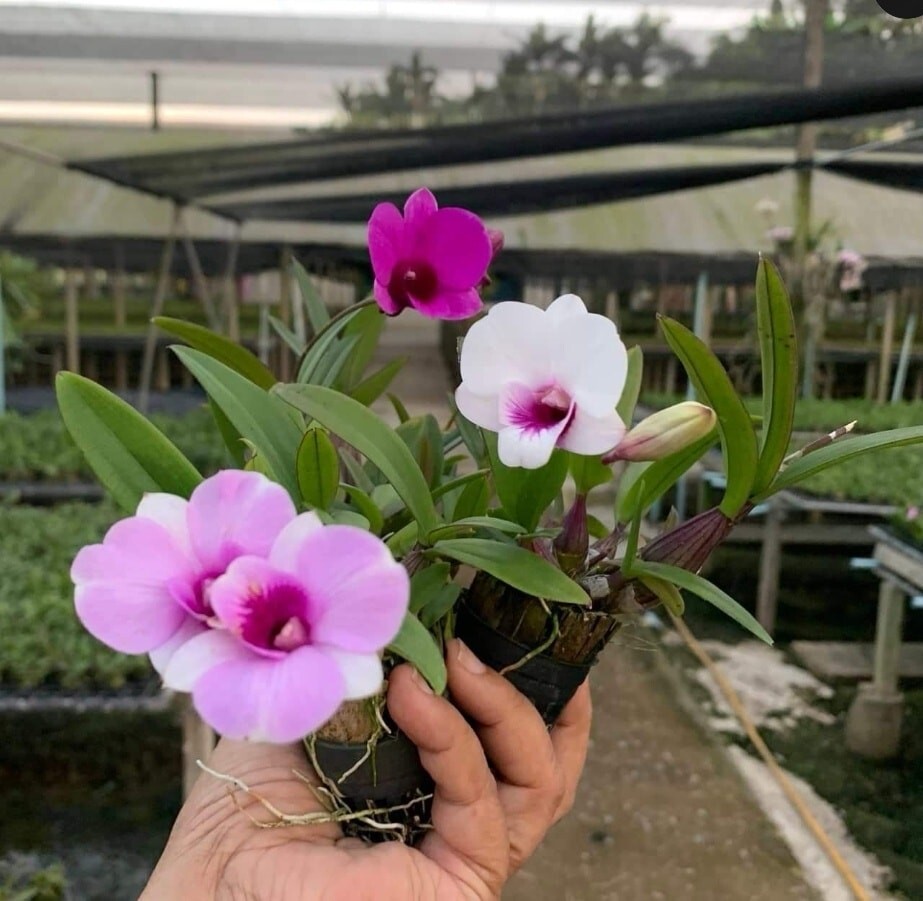 3 bunch AIR ORCHIDS , Mini Dendrobium , Mini Yaya,flowering