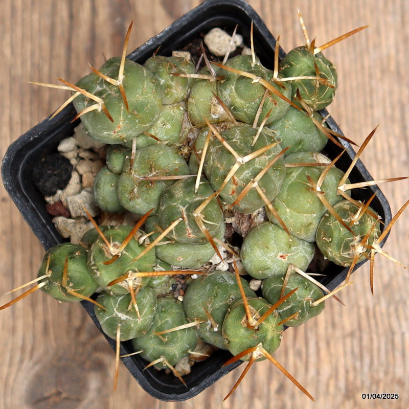 D910 PUNA INCAHUASII pot7-H5-W9 cm MaMa Cactus