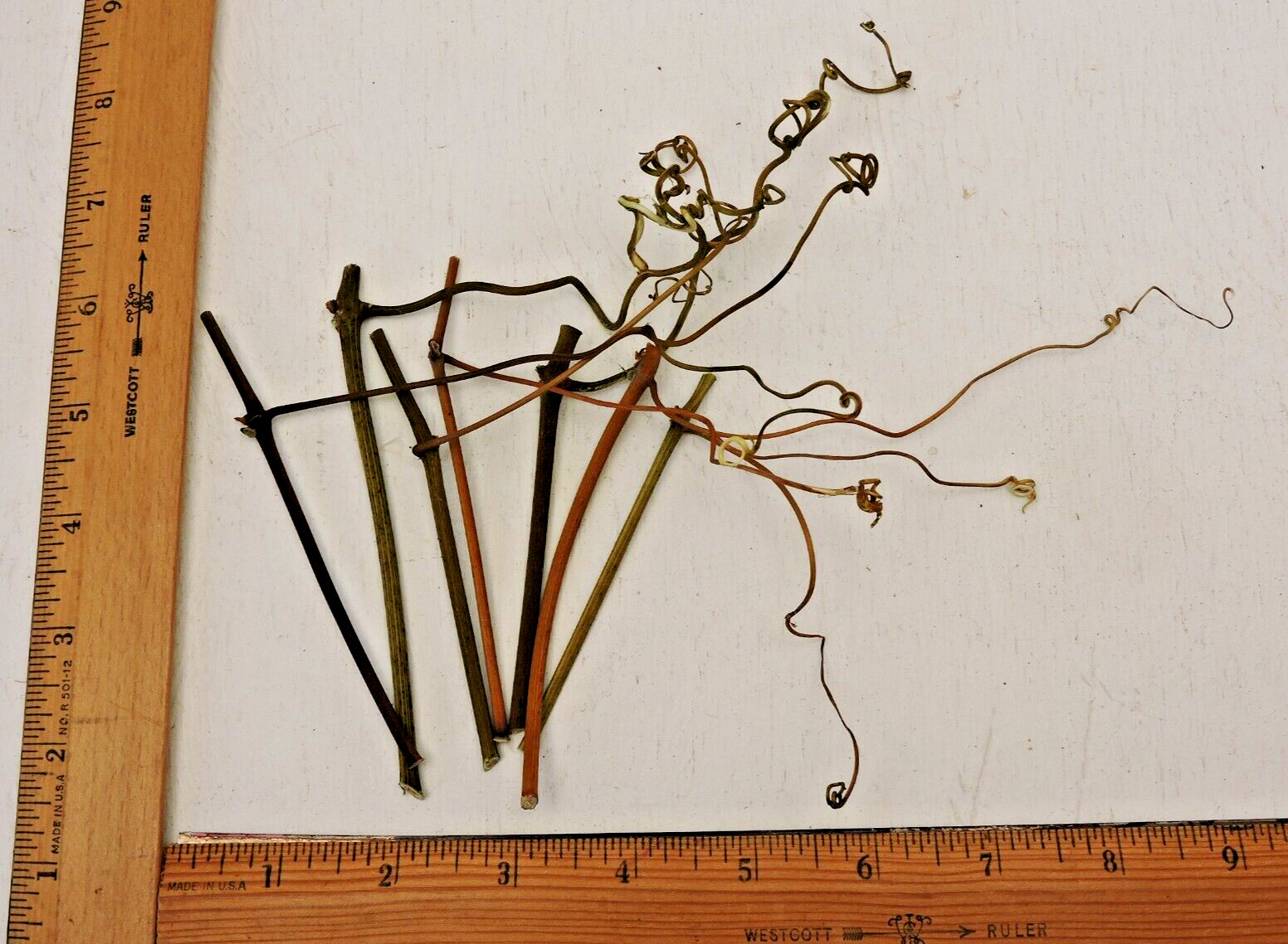 100 Grapevine Stick w/Tendrils Skinny Stem Flora Decor Craft 1/16~3/16″D 3~4″L
