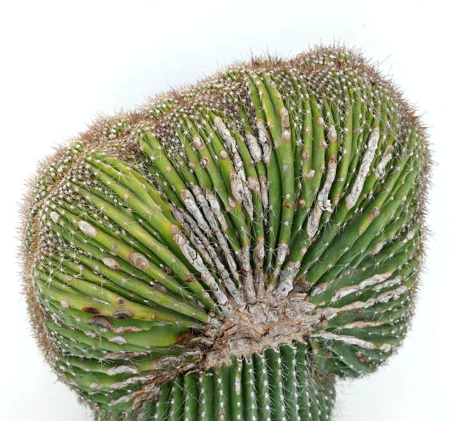 Carnegiea polylopha SAGUARO CRESTED 56x30cm – OLD SPECIMEN