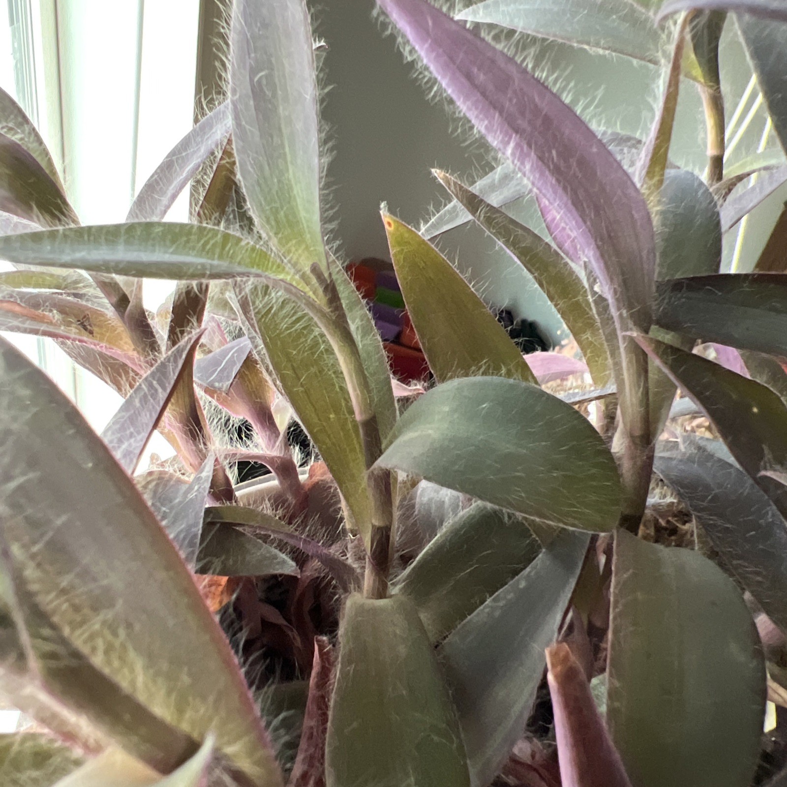 No Root Plant cuttings 13 Different Types Wandering Jew