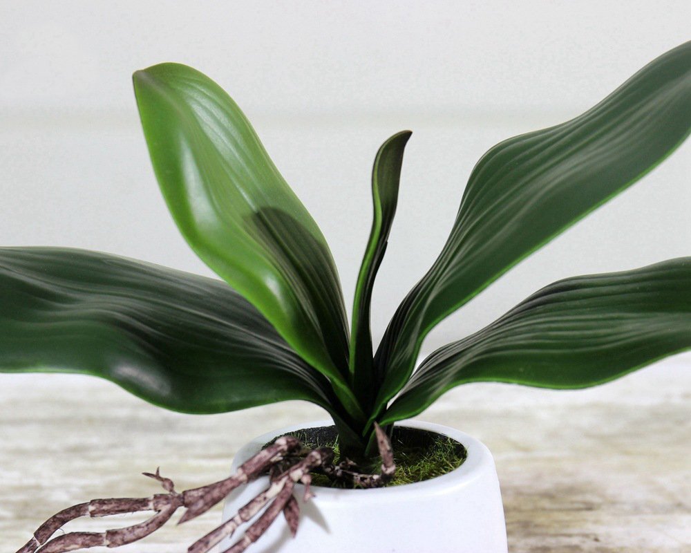 4 Pcs Big Size Artificial Green Phalaenopsis Simulation Moth Orchid Leaf Real La