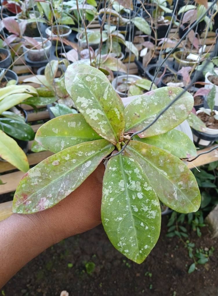 Real Picture Hoya Buntokensis Splash Rare Plant