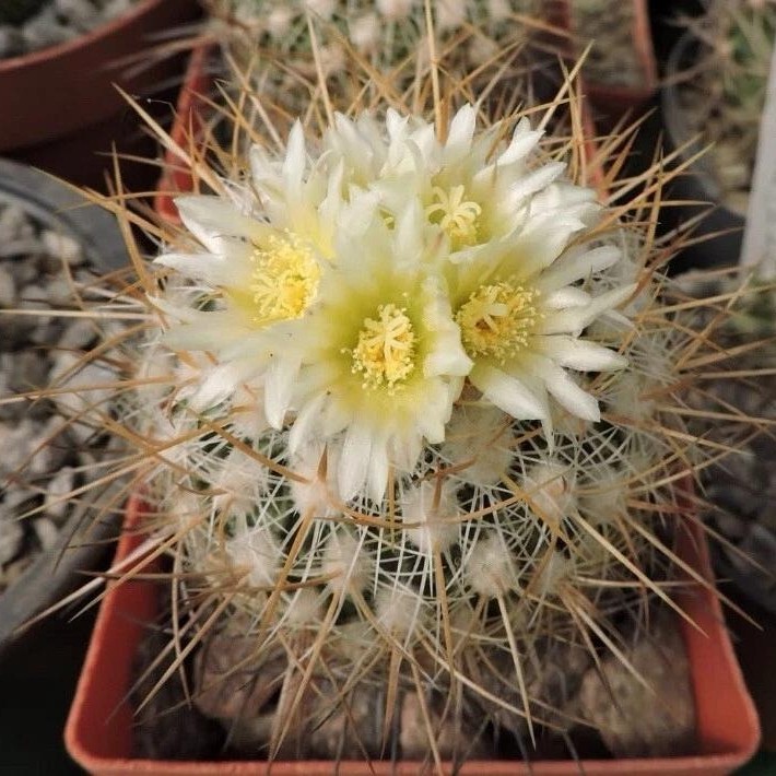 Succulent Plants Cactus Ball Live House Plants for Home Office Garden Decor