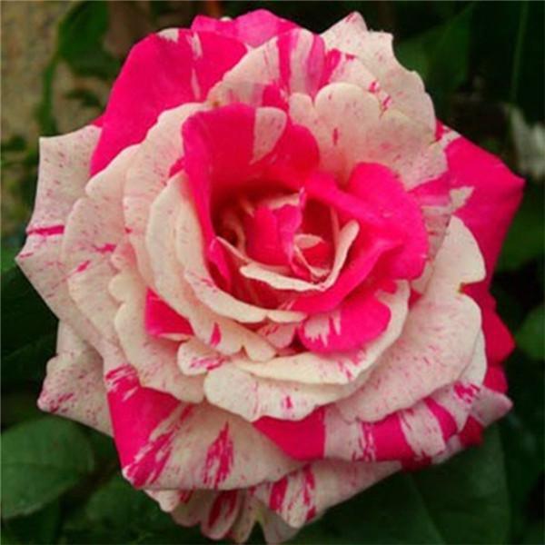 10 ROSE TIGER STRIPE SEEDS rare hybrid dragon flower garden USA SELLER W/TRACK