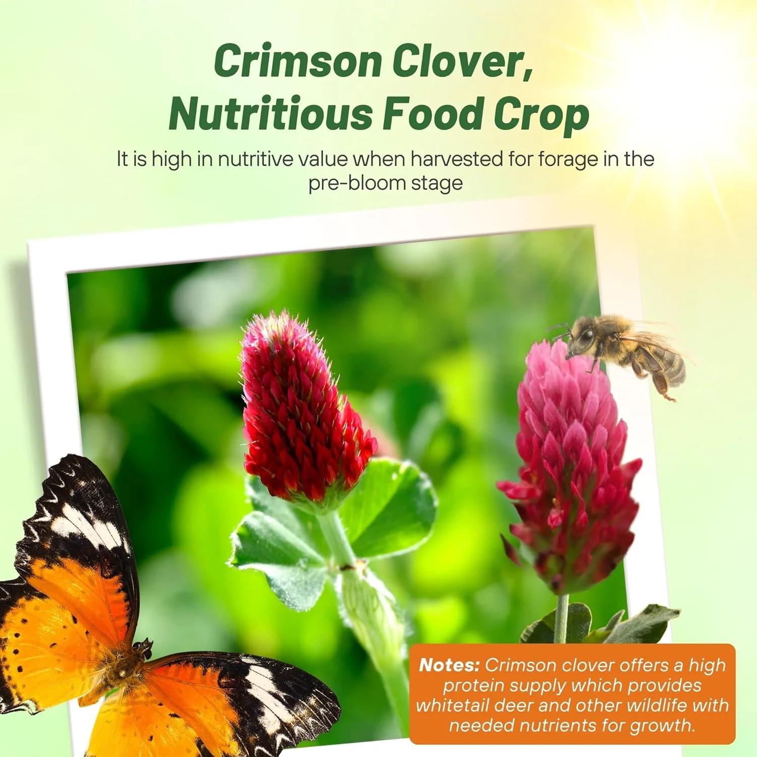 Outsidepride Crimson Clover Seeds – 1/4 lbs. Annual, Nitrocoated, & Inoculated G