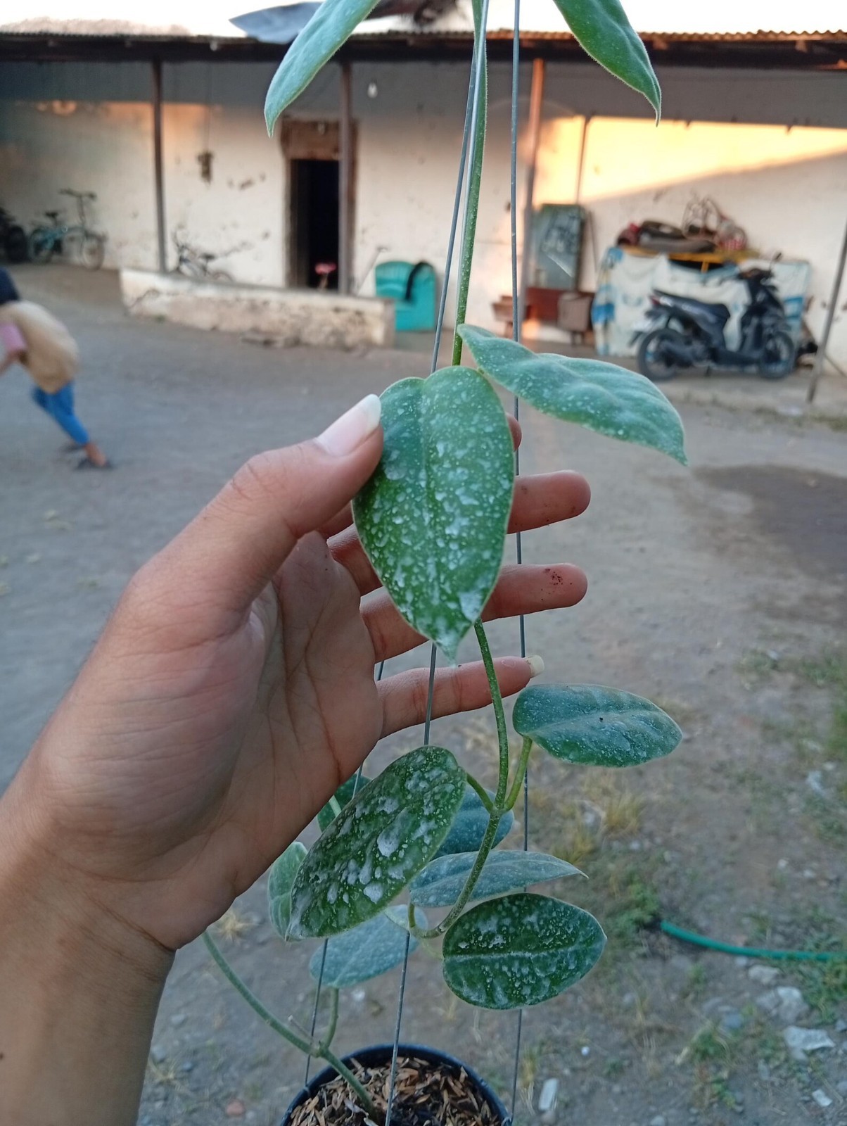 Real Picture Hoya Eriostemma Sp Papua Lush Leaves Rare Plant
