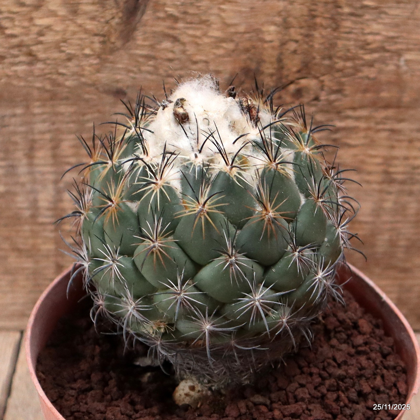 D7484 CORYPHANTHA CORNIFERA pot14-H11-W10 cm MaMa Cactus