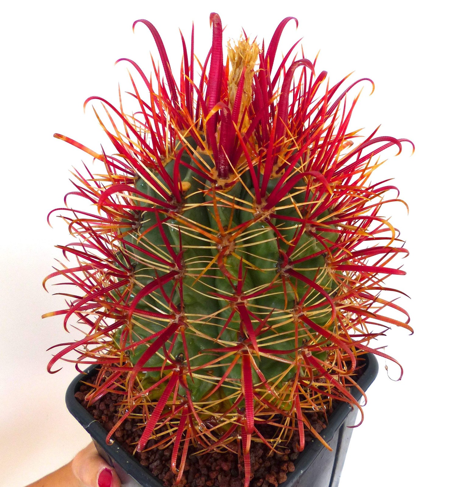 Ferocactus gracilis SEEDS – Fire Barrel Cactus