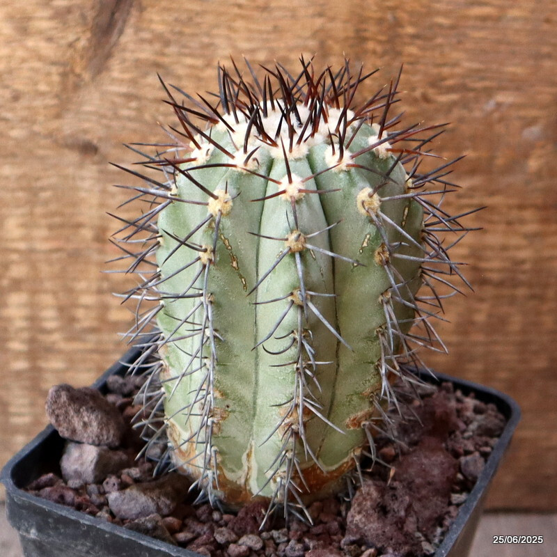 D4808 COPIAPOA MAGNIFICA KK1393 pot10-H11-W6,5 cm MaMa Cactus