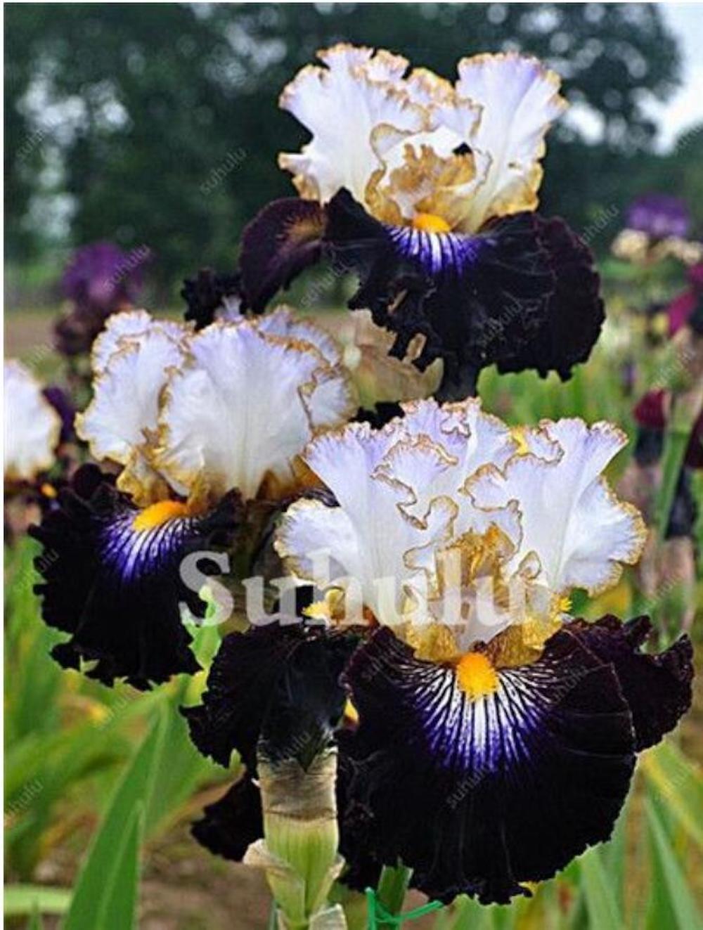 (10) IRIS SEEDS rare exotic flower home blossom garden plant USA SELLER W/TRACK