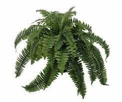 One Designer Quality 50 Inch Spread 92 Branch Artificial Silk Boston Fern Bus…