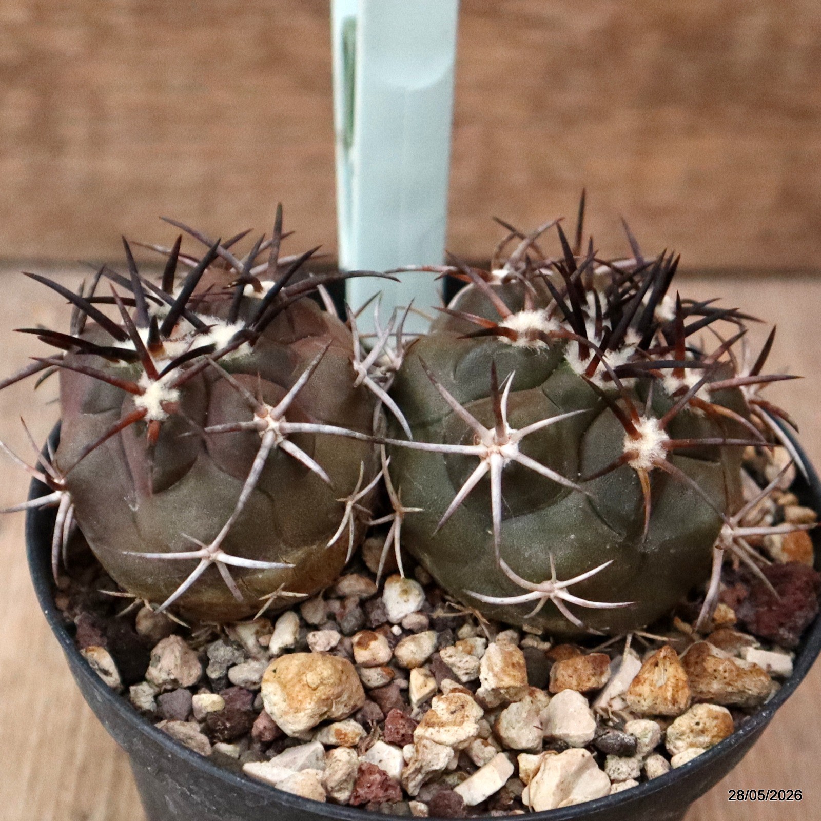 D6318 COPIAPOA ECHINOIDES DICHOTOMIC pot10-H5-W9 cm MaMa Cactus