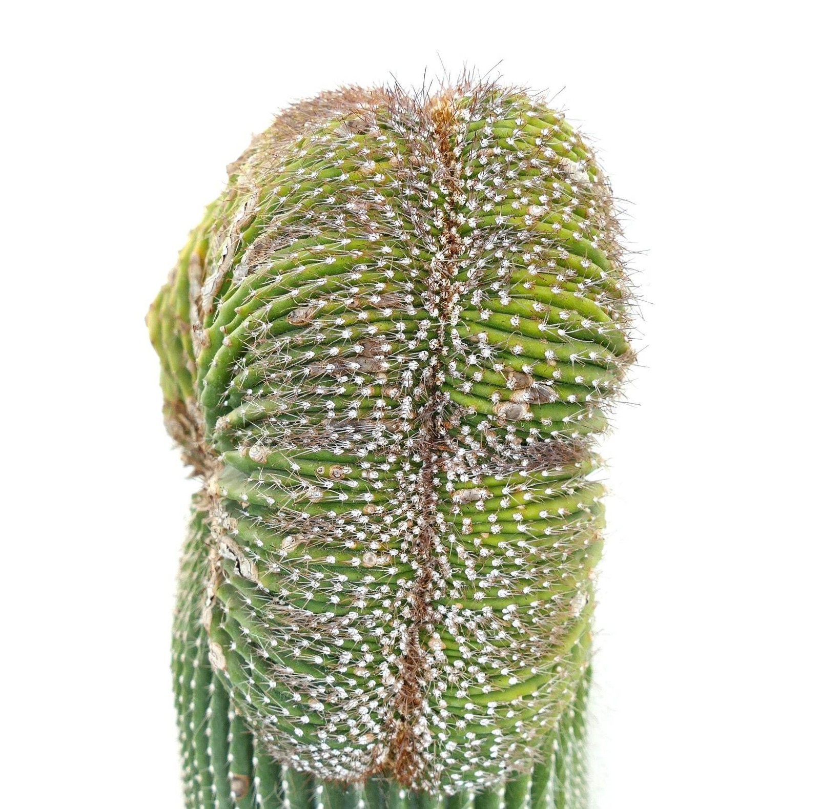Carnegiea polylopha SAGUARO CRESTED 56x30cm – OLD SPECIMEN