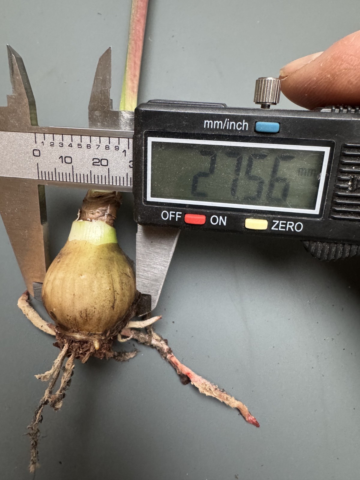Hippeastrum incachacanum – VERY rare bulb 2.7 cm near FS