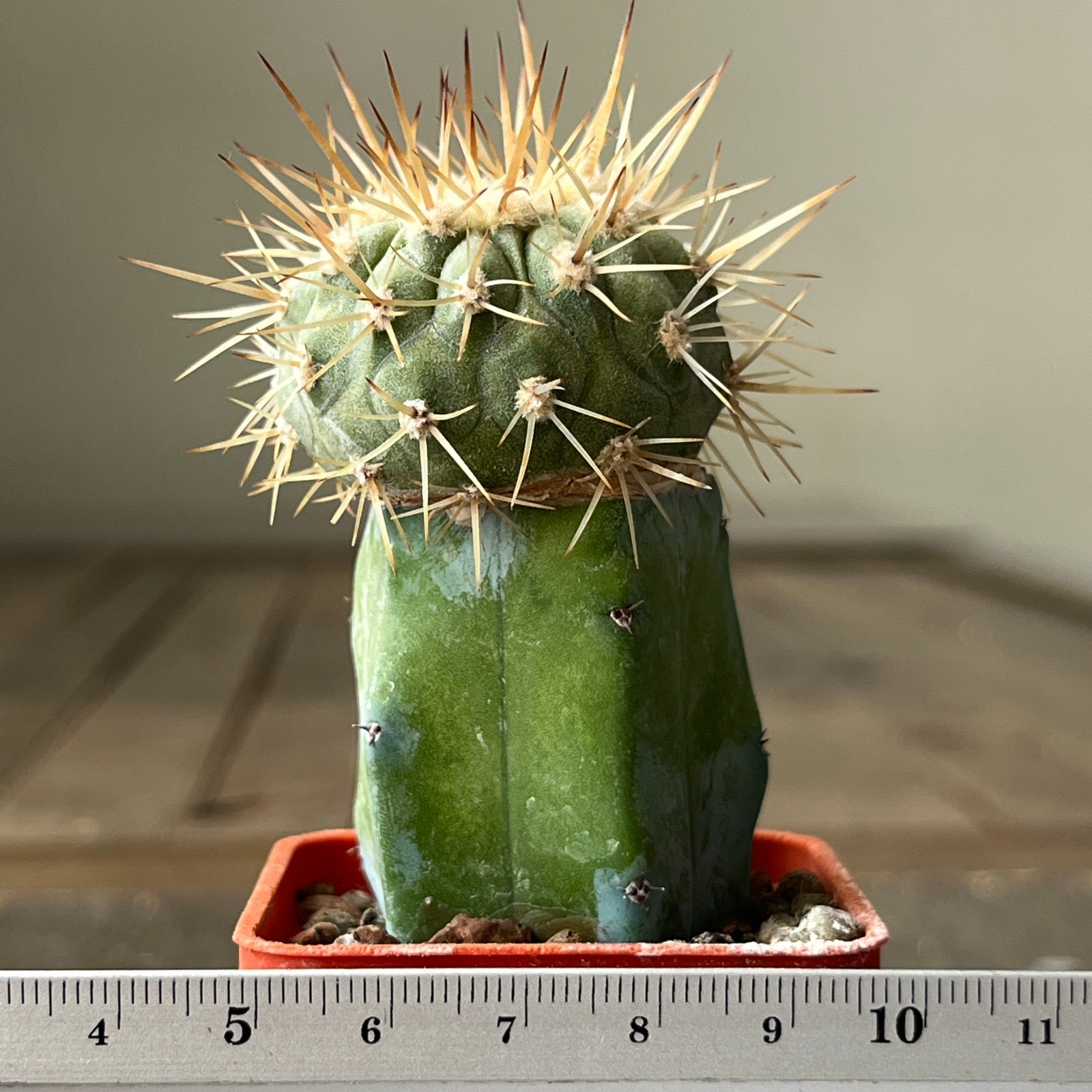 A31-1537 Copiapoa columna-alba, JN1681, Esmeralda, NP Pan de Azucar, 65m