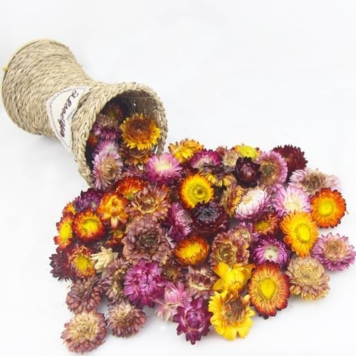 60 Pcs Natural Dried Daisy Flowers Heads Bulk Gerbera Daisies Multicolor Real Su